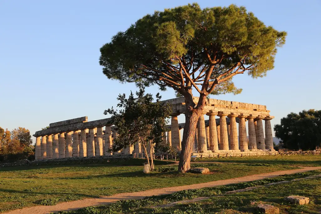 The temples of Paestum at sunset, with a maritime pine in the foreground
